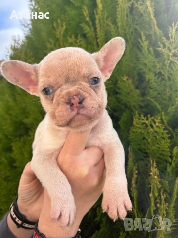 Френски булдог, снимка 10 - Френски булдог - 52548331