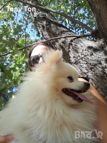 Померански шпиц , снимка 14 - Померан - 53939083