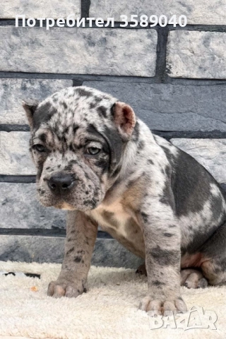 American Bully XL