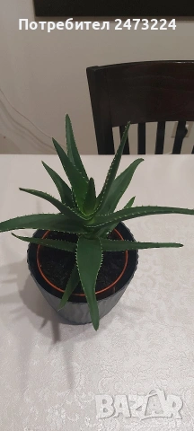 Алоета различни големини , снимка 6 - Стайни растения - 51935522