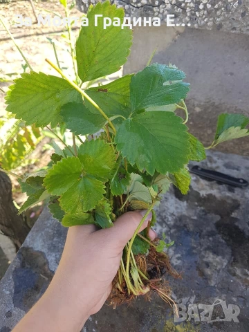 Ягоди 3 сорта, снимка 5 - Градински цветя и растения - 53623644