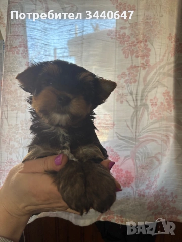 Мъжко йорки, снимка 12 - Йоркширски териер - 53797891
