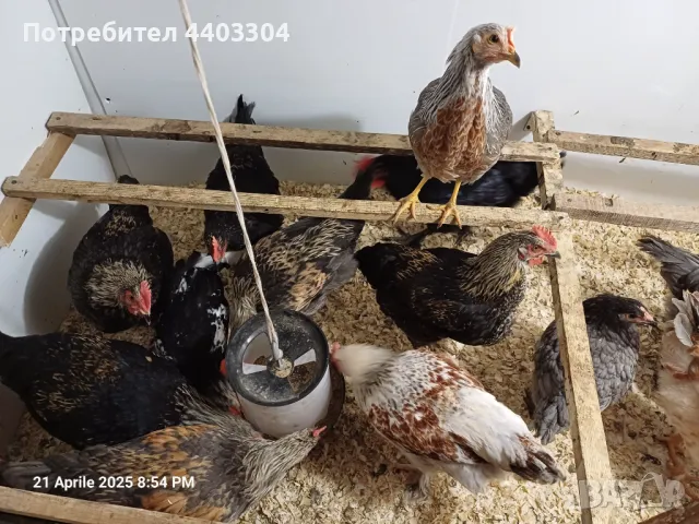 Продавам петлета , снимка 1