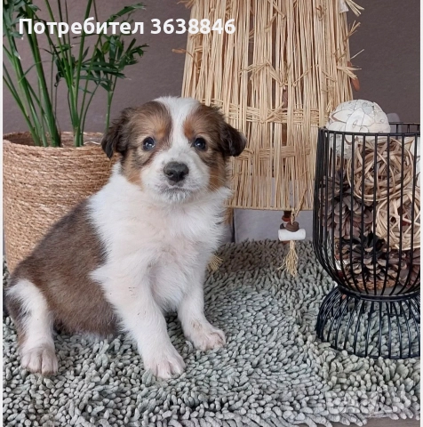 Бордър коли, снимка 5 - Бордър коли - 52849731