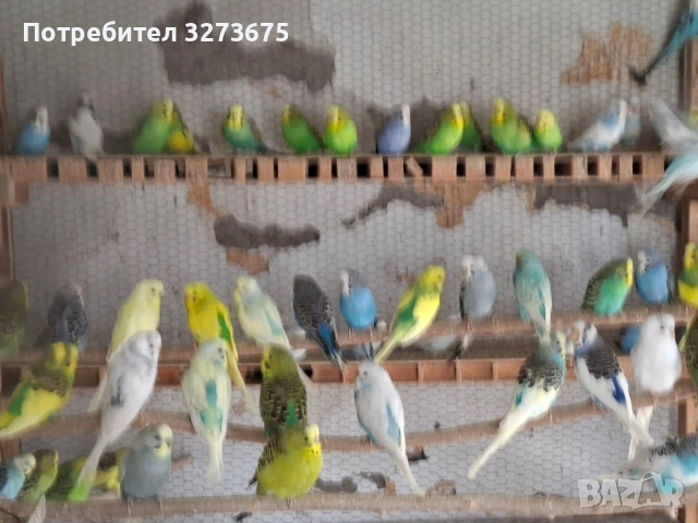 Вълнисти папагали 