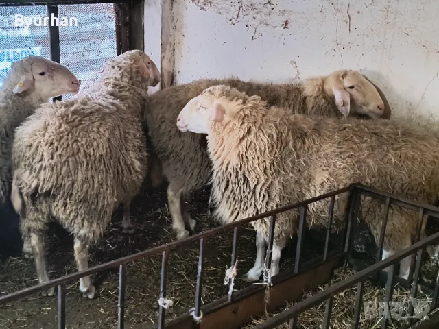 Продавам кочове Асаф, снимка 3 - Други - 39824047