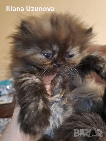 Уникални персийски котенца , снимка 6 - Персийска - 53293077