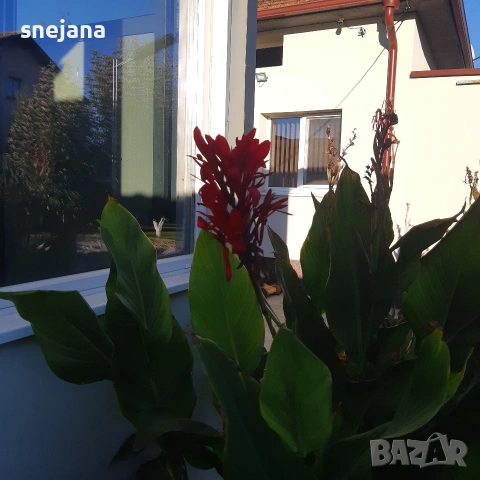 Червена кана луковици , снимка 2 - Сортови семена и луковици - 54170193