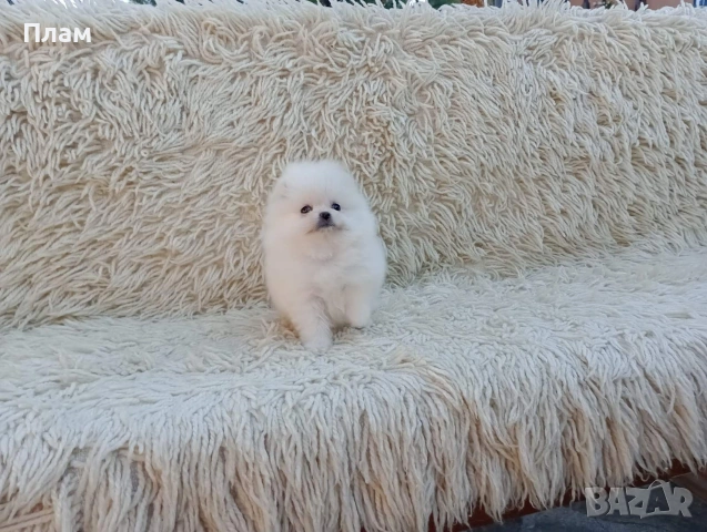 Мъжки и женски Померани.Реални снимки от 06.04.26 г.