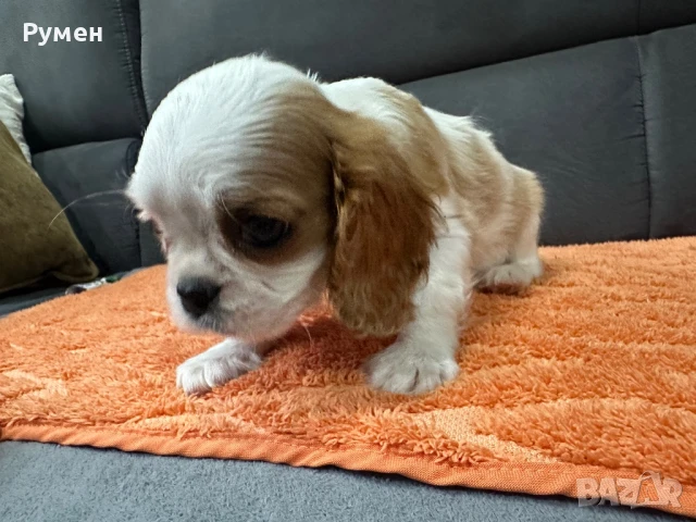 Продавам малко мъжко кавалерче, снимка 1