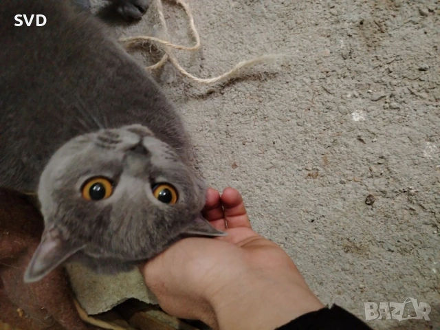 Британска Късокосместа, снимка 4 - Британска късокосместа - 53411047