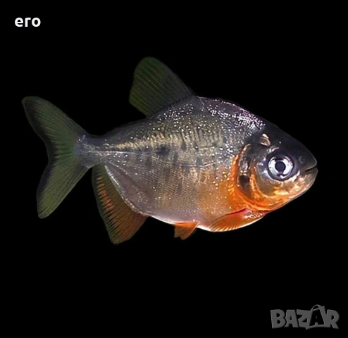 Пираня - Червено Пако