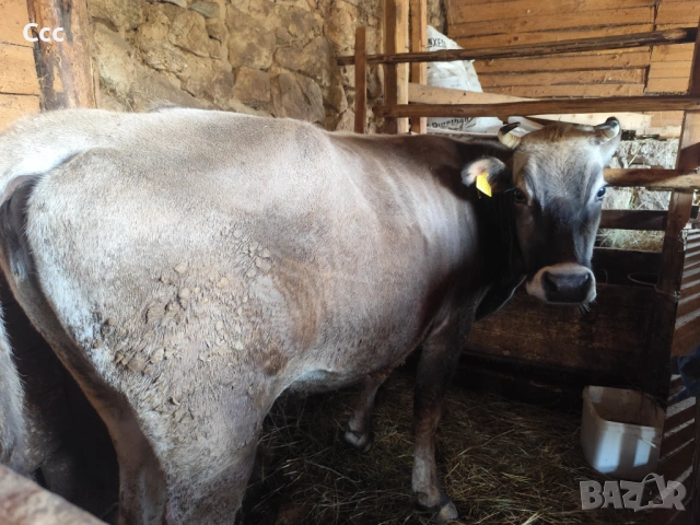 Продавам юници за курбан Байрам 