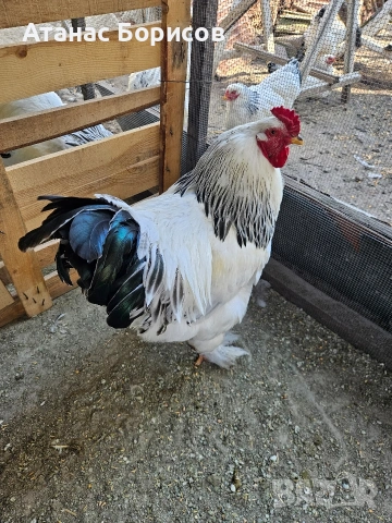 Петли колумбийска брама