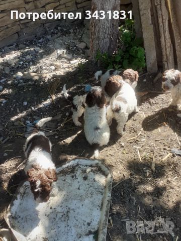 Кученца италиански лагото ромаьоло,две женски и две мъжки., снимка 12 - Други - 45278399