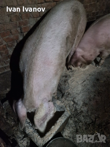 Прасета малки и големи, снимка 2 - Прасета - 52586142