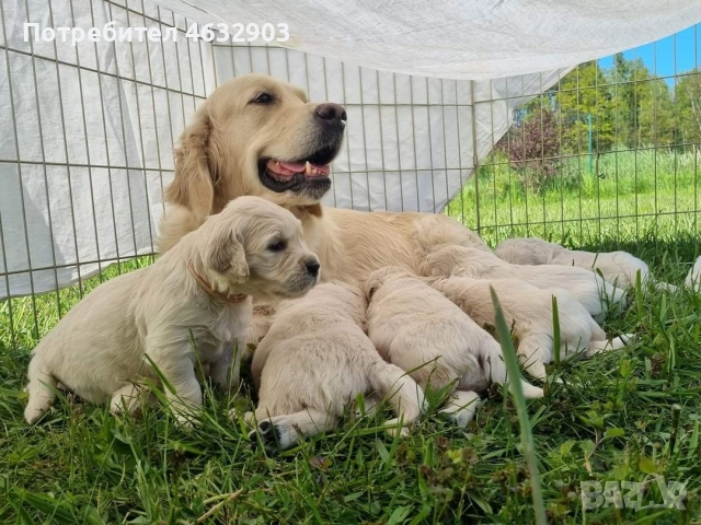 голдън ретривър момче кремаво