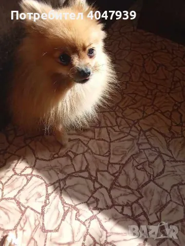 Продавам красив Померан, снимка 1