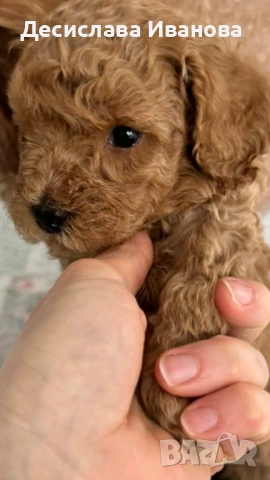 Пудел тойче момче