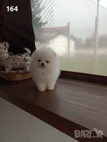 Различни възрасти ! Чисто бели мини Померани. Реални снимки от 21.03.26, снимка 10 - Померан - 53895506