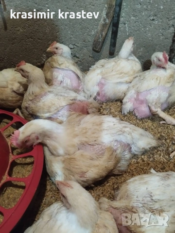 бройлери и петлета за угояване