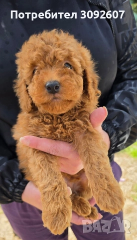 Пудели мъжки и женски, снимка 2 - Пудели - 54198471