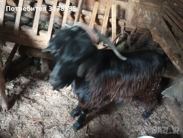 Продавам мъжки Пръч на 1 година Велинград