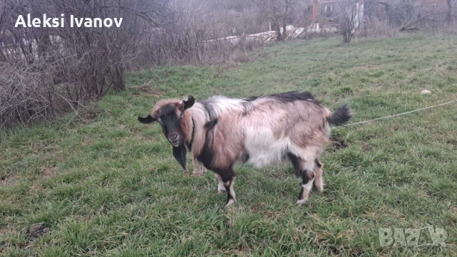 Селско стопански животни, снимка 3 - Кози - 53923044