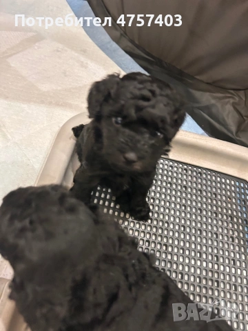 Пудел Той , снимка 2 - Пудели - 53740380