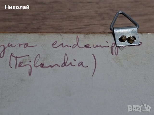 Препарирана Пеперуда в Рамка, снимка 15 - Декорация за дома - 54175284