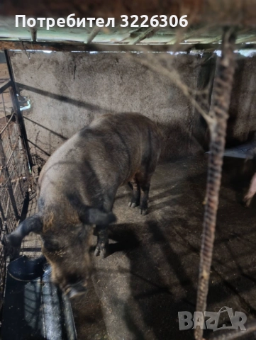 Продавам мъжко прасе