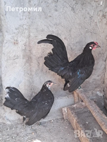 Декоративни петле и ярка