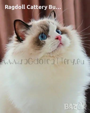 Ragdoll расови котенца с родословие ,Регдол ,Рагдол, снимка 10 - Други - 47264926