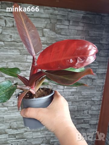 Филодендрон red, снимка 3 - Стайни растения - 45871326
