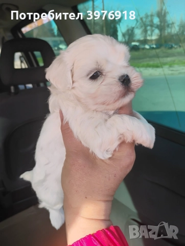 предлагам мъжки и женски малтийски болонки 