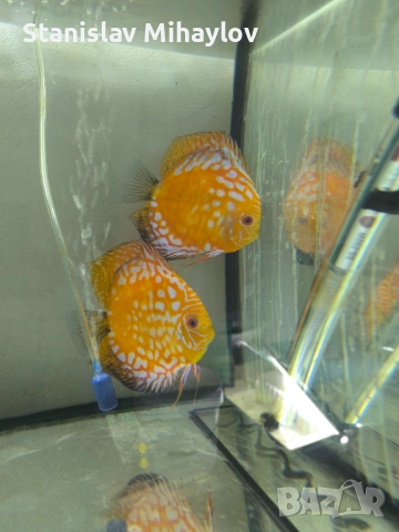 Дискуси Чифтове