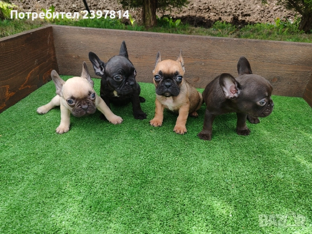 Френски булдог , снимка 11 - Френски булдог - 53832556