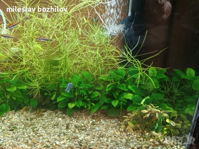 Продавам аквариум , снимка 4 - Аквариуми - 52428718