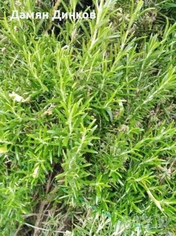 БИО Мащерка, Девесил и Розмарин, снимка 3 - Други - 51139492