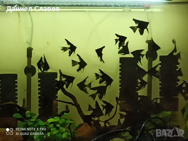 Черни воални скаларии на едро , снимка 7 - Рибки - 52003950