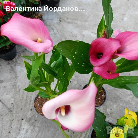 кала три цвята , снимка 3 - Градински цветя и растения - 54250719