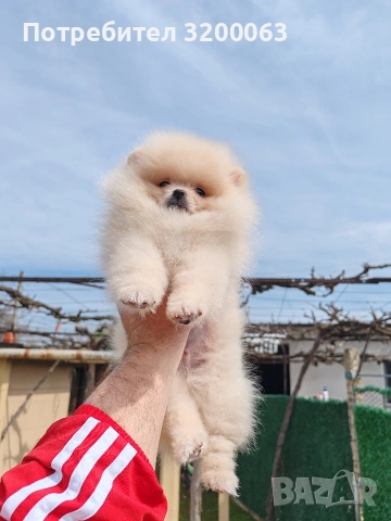 Померан мъжко , снимка 6 - Померан - 53985914