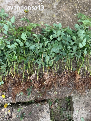 Българска Маслодайна Роза – Дамасцена, Алба, Сентифолия | Разсад, снимка 6 - Градински цветя и растения - 42641069