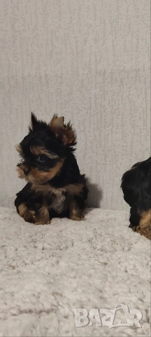 Йоркширски териер момченце , снимка 4 - Йоркширски териер - 51385796