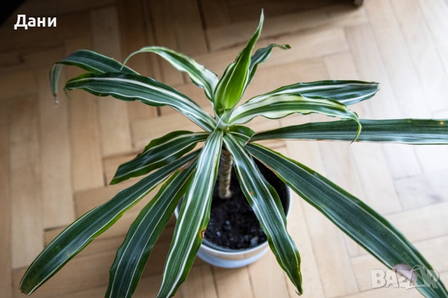 🌿 Драцена Lemon Lime – жизнена и лесна за отглеждане у дома 🌿 Готова за подарък, снимка 9 - Стайни растения - 52061005