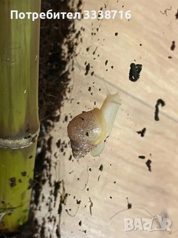 Африкански охлюви , снимка 4 - Други - 53721049