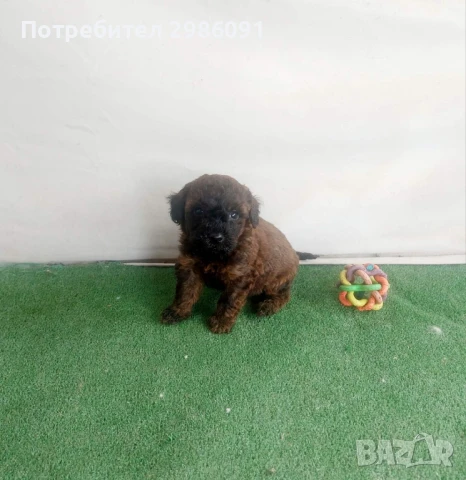 той пудел бебета , снимка 3 - Пудели - 50493913
