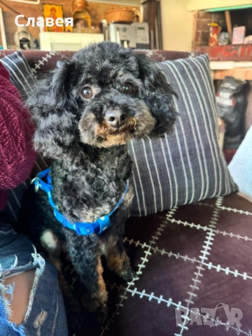 Продавам мини пудел 