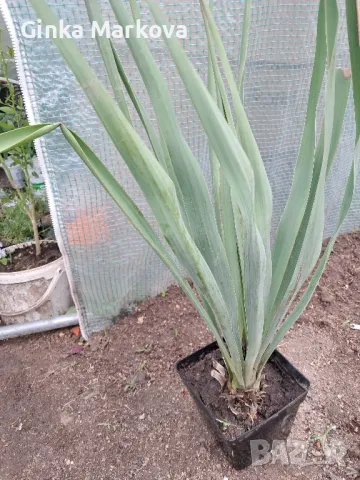 Юка- 3,99лв., снимка 2 - Градински цветя и растения - 50136320