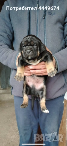 Кане корсо (ферментино), снимка 7 - Кане корсо - 54090889